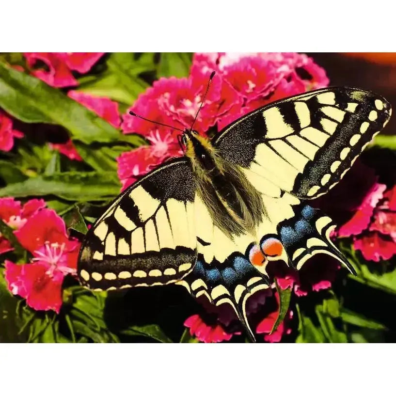 Butterfly 500 Piece Jigsaw Puzzle Ravensburger