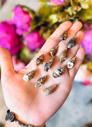 Agate Replaced Shell Fossils, Gastropod Fossil (ONLINE ORDER ONLY)