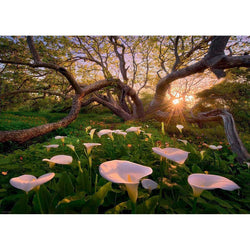 Calla Clearing Magic Forests 1000 Piece Jigsaw Puzzle Heye (ONLINE ORDER ONLY)