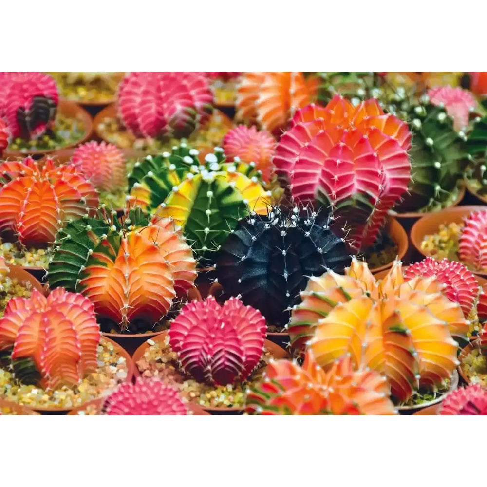 Colorful Succulents 1000 Piece Jigsaw Puzzle Trefl