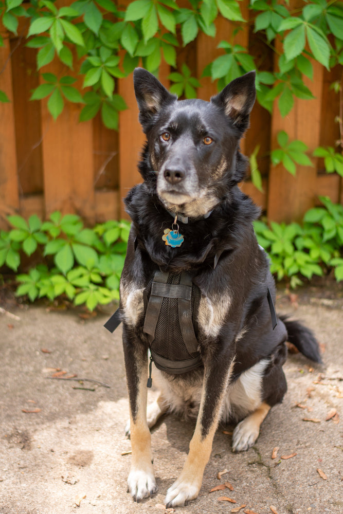 Tactical Dog Harness Film Costume Prop (ONLINE ORDER ONLY)