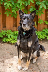 Tactical Dog Harness Film Costume Prop (ONLINE ORDER ONLY)