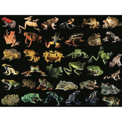 Frogs National Geographic Photo Ark 500 Piece Jigsaw Puzzle NYPC (ONLINE ORDER ONLY)