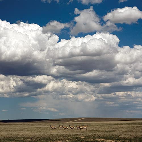 Fruit Bats - Tripper (DELUXE REISSUE, WHITE VINYL) [Vinyl] (ONLINE ORDER ONLY)