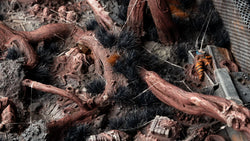 Gamers Grass | Alien Tuft | Alien Void