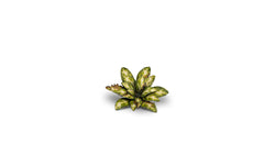Gamers Grass | Laser Plants | Dumb Cane (ONLINE ORDER ONLY)
