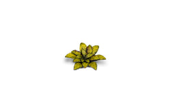 Gamers Grass | Laser Plants | Dumb Cane (ONLINE ORDER ONLY)