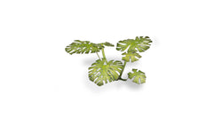 Gamers Grass | Laser Plants | Monstera