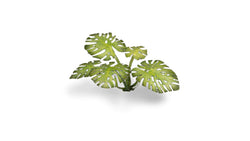 Gamers Grass | Laser Plants | Monstera