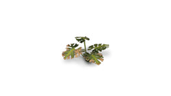 Gamers Grass | Laser Plants | Monstera