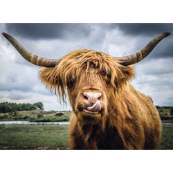 Highland Cattle 300 Piece Jigsaw Puzzle Ravensburger (ONLINE ORDER ONLY)