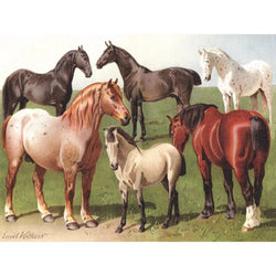 Horse Breeds 1000 Piece Jigsaw Puzzle NYPC (ONLINE ORDER ONLY)