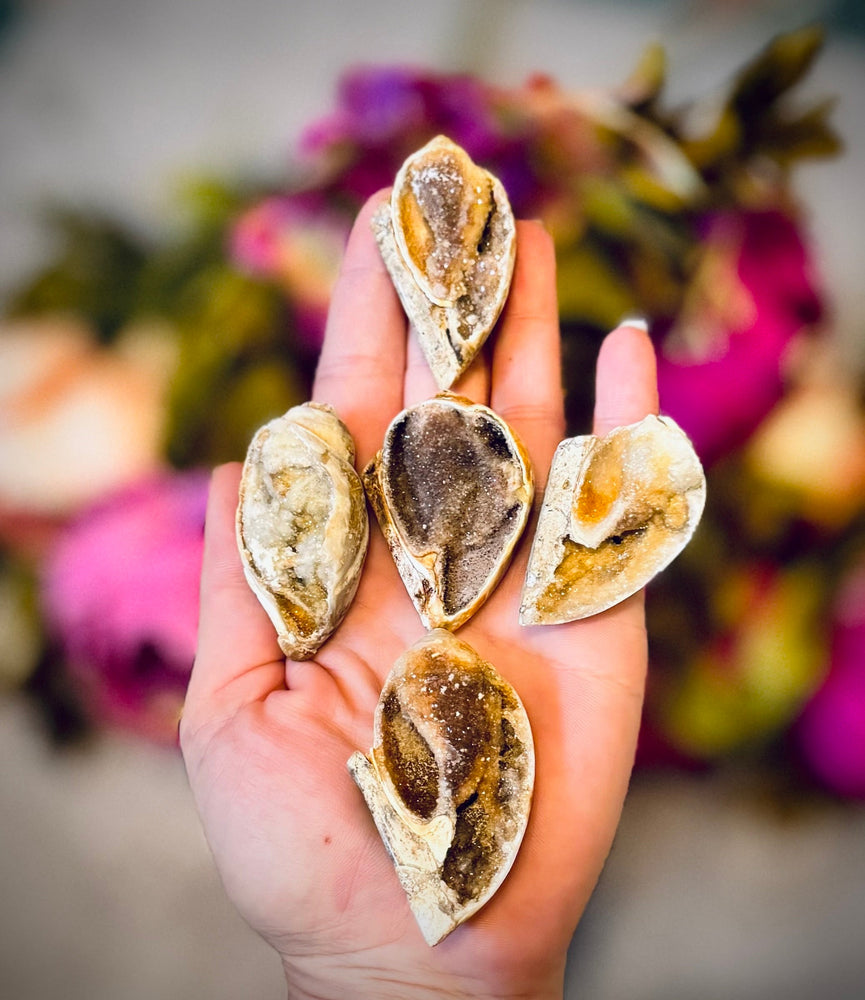 Druzy Shell Fossils, Rare Fossilized Shell From India (ONLINE ORDER ONLY)