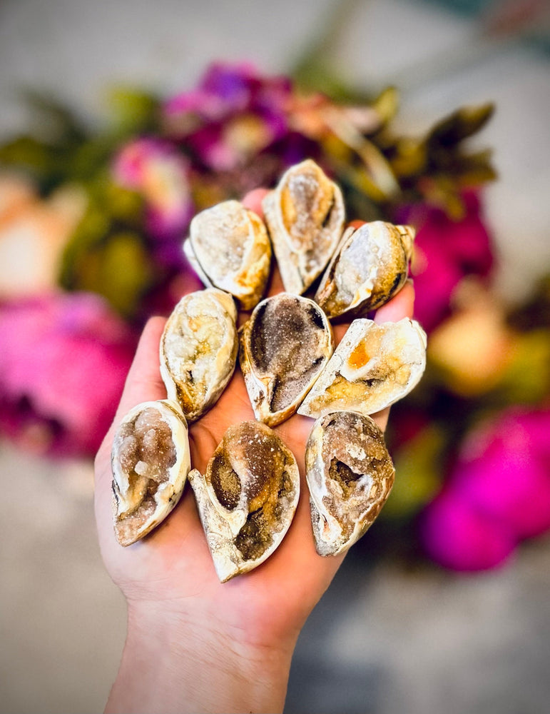 Druzy Shell Fossils, Rare Fossilized Shell From India (ONLINE ORDER ONLY)