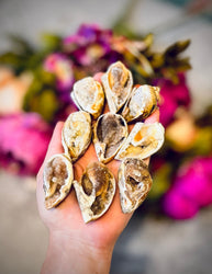 Druzy Shell Fossils, Rare Fossilized Shell From India (ONLINE ORDER ONLY)