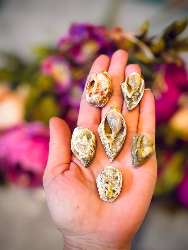 Druzy Shell Fossils, Rare Fossilized Shell From India (ONLINE ORDER ONLY)
