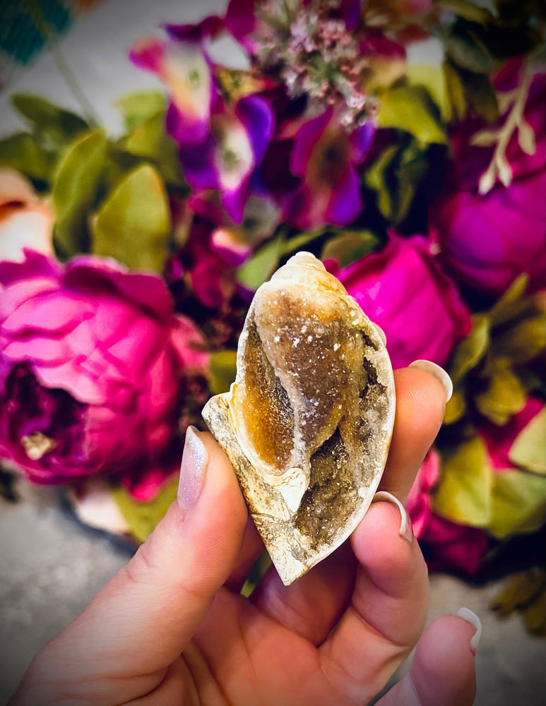 Druzy Shell Fossils, Rare Fossilized Shell From India (ONLINE ORDER ONLY)