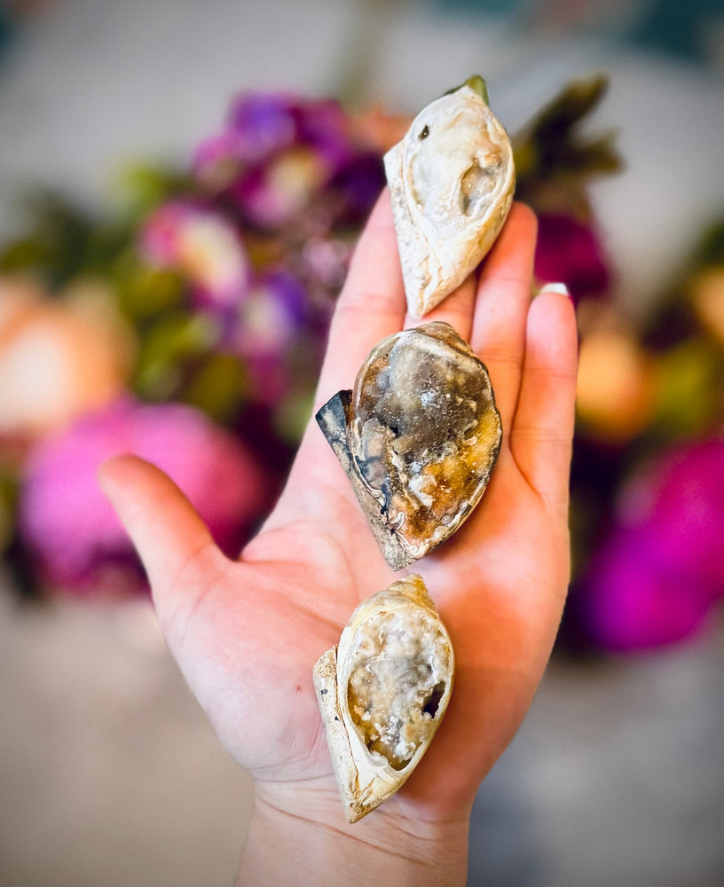 Druzy Shell Fossils, Rare Fossilized Shell From India (ONLINE ORDER ONLY)