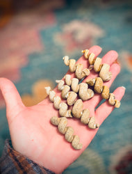 Turritella Shell Fossils, Gastropod Fossil from the Potomac River, Maryland (ONLINE ORDER ONLY)