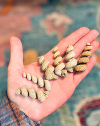 Turritella Shell Fossils, Gastropod Fossil from the Potomac River, Maryland (ONLINE ORDER ONLY)