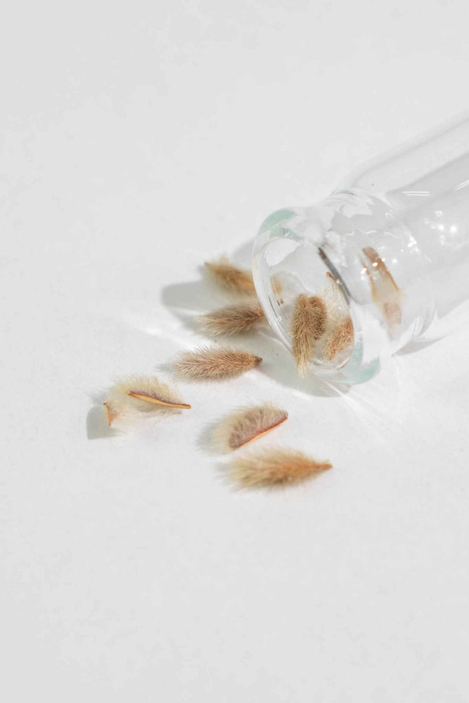 Creosote Bush Seeds (ONLINE ORDER ONLY)