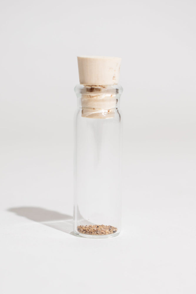 Quaking Aspen Seeds (ONLINE ORDER ONLY)