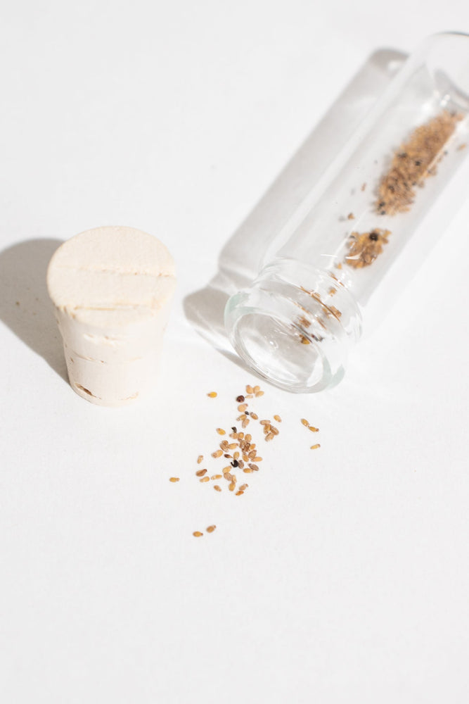 Quaking Aspen Seeds (ONLINE ORDER ONLY)