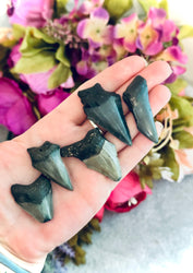 Small Megaladon Teeth Fossils, Paleontology Gift, Fossil Gift (ONLINE ORDER ONLY)