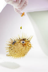 Porcupinefish (ONLINE ORDER ONLY)
