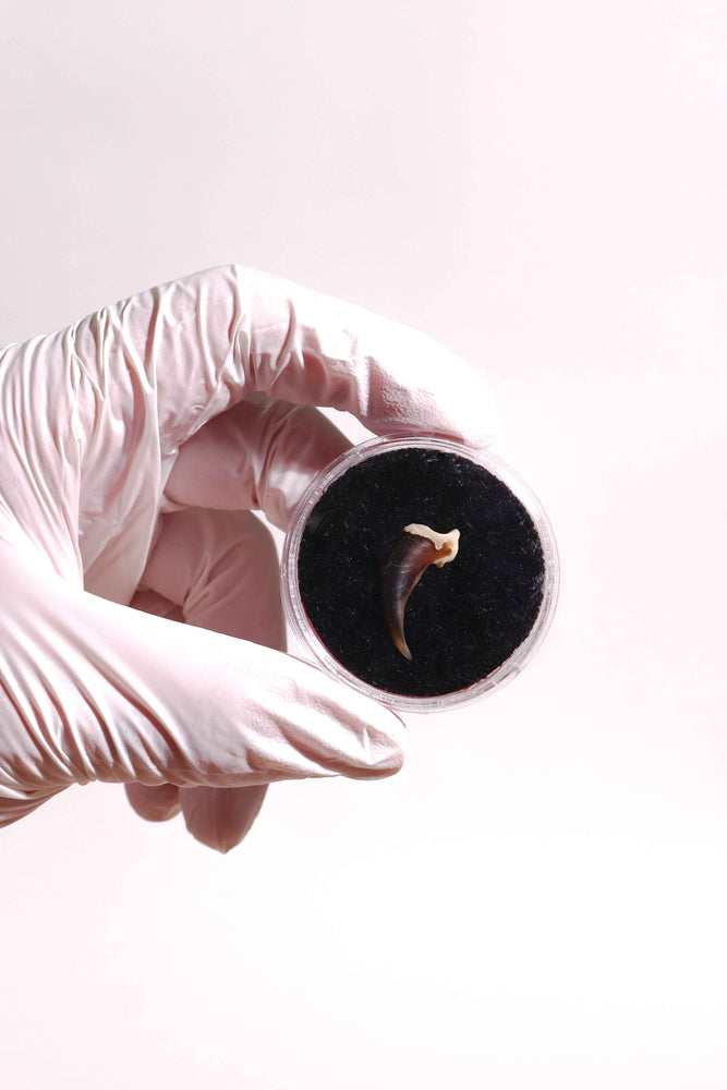 Coyote Claw (ONLINE ORDER ONLY)