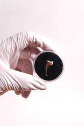 Coyote Claw (ONLINE ORDER ONLY)