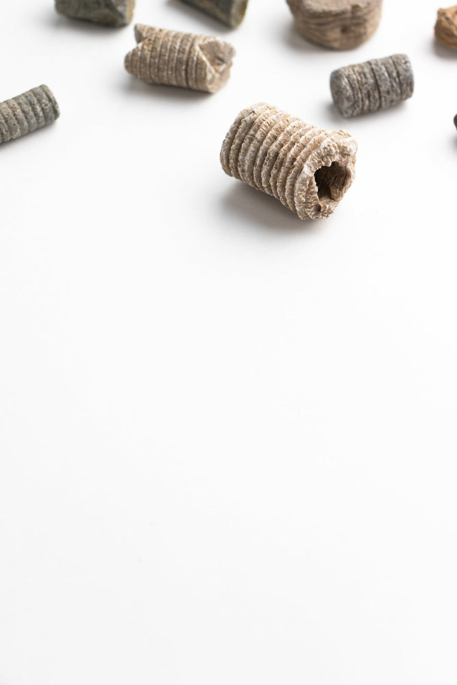 Large Crinoid Fossil (ONLINE ORDER ONLY)