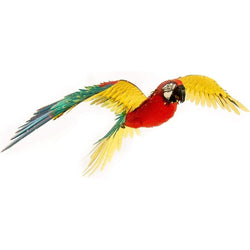 Jubilee Macaw Parrot Premium 3D Steel Model Kit Metal Earth (ONLINE ORDER ONLY)
