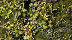 Gamers Grass | Basing Box | Jungle Floor