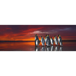 King Penguins 1000 Piece Panoramic Jigsaw Puzzle Heye (ONLINE ORDER ONLY)