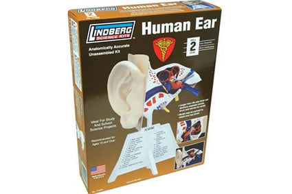 LIN71308 Human Ear Educational Plastic Model Kit by Lindberg (ONLINE ORDER ONLY)