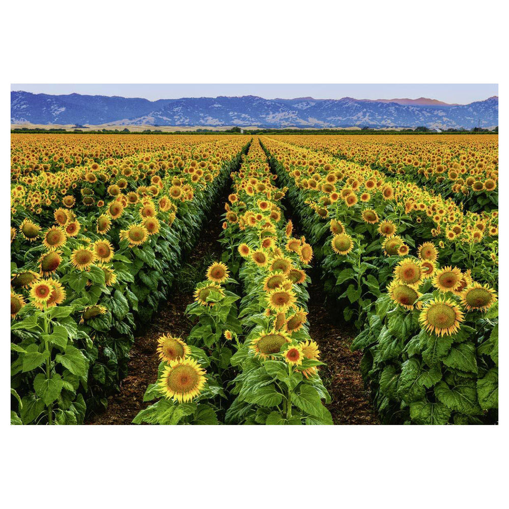 Puzzle: Fields of Gold (ONLINE ORDER ONLY)