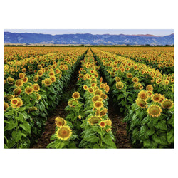 Puzzle: Fields of Gold (ONLINE ORDER ONLY)