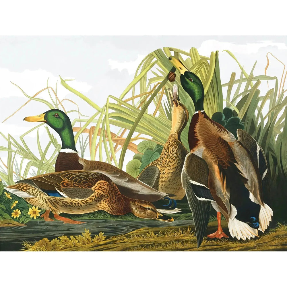 Mallard Ducks Vintage Collection 1000 Piece Jigsaw Puzzle NYPC