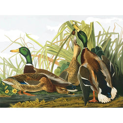 Mallard Ducks Vintage Collection 1000 Piece Jigsaw Puzzle NYPC
