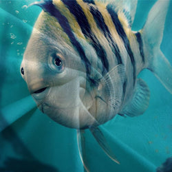 Movie The Little Mermaid Bedding Set Quilt Duvet Cover Without Filler (Online Order Only)