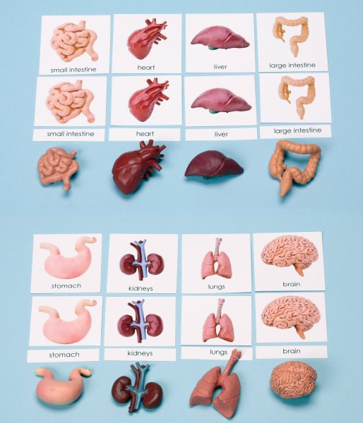 Human Organs Miniatures with 3-Part Laminated Cards (ONLINE ORDER ONLY)