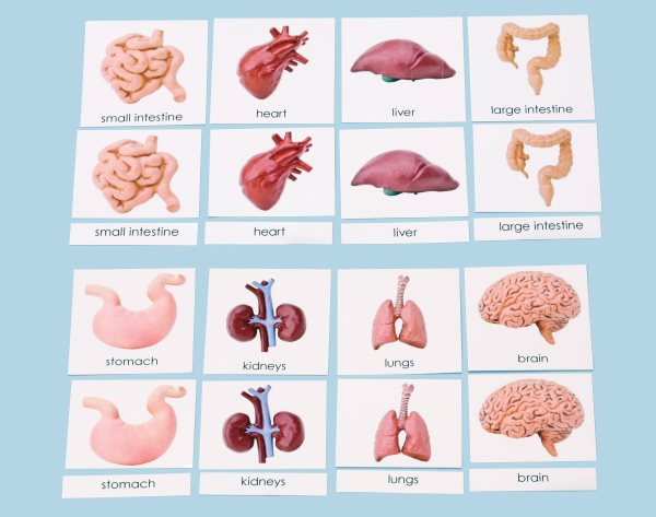 Human Organs 3-Part Laminated Cards Only (ONLINE ORDER ONLY)