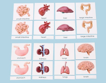Human Organs 3-Part Laminated Cards Only (ONLINE ORDER ONLY)