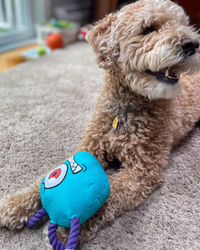 Paw-lymorph Dog Toy: The BeSlobber (ONLINE ORDER ONLY)