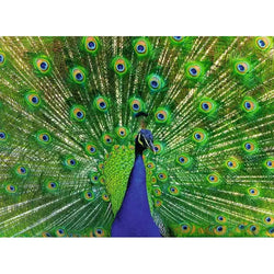 Peacock 500 Piece Jigsaw Puzzle Ravensburger