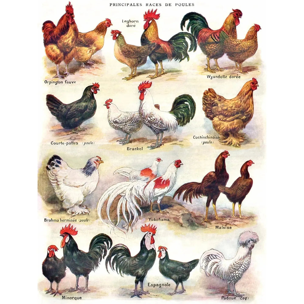 Poules ~ Poultry Vintage Collection 500 Piece Jigsaw Puzzle NYPC