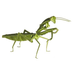 Praying Mantis 3D Cardboard Model Kit Fridolin (ONLINE ORDER ONLY)