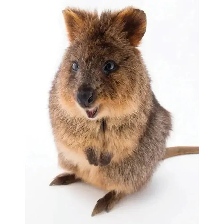 Quokka 100 Piece Mini Jigsaw Puzzle NYPC (ONLINE ORDER ONLY)