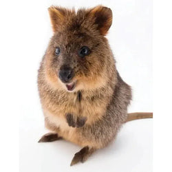 Quokka 100 Piece Mini Jigsaw Puzzle NYPC (ONLINE ORDER ONLY)